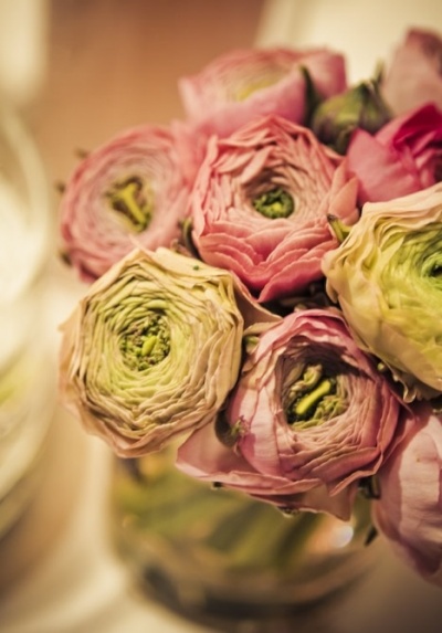 Vintage Pink Ranunculus