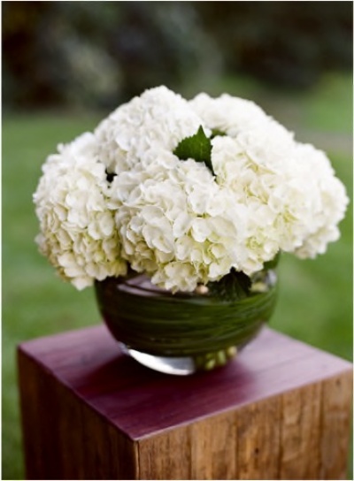 White Hydrangea